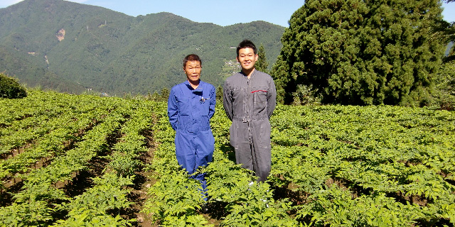 安全でおいしいこんにゃくを追求